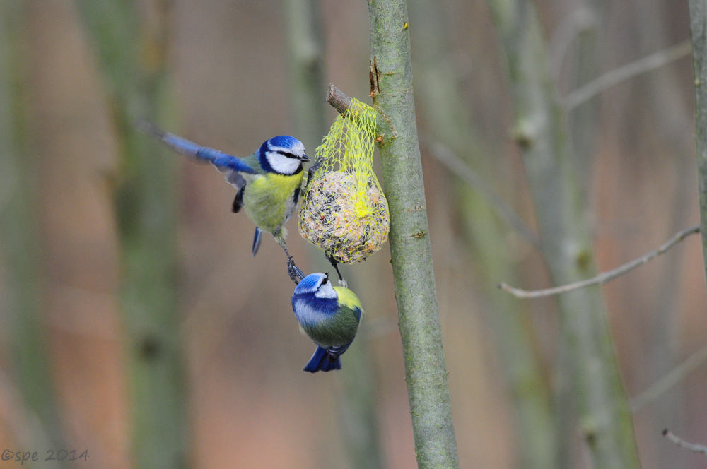 Blaumeisen beim Streiten um das Futter
Schlüsselwörter: Blaumeisen
