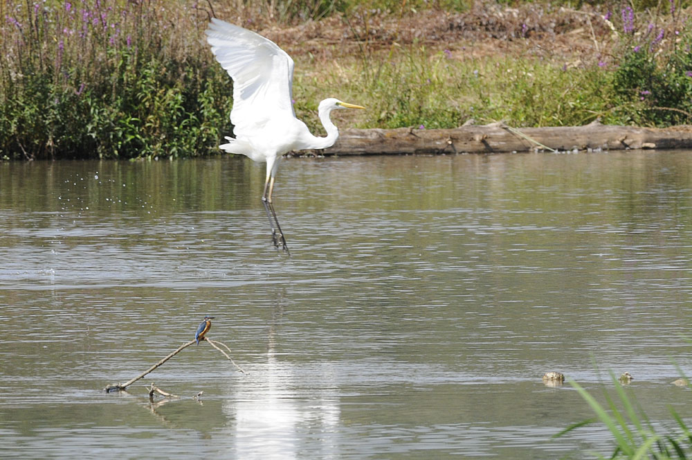Silberreiher mit Eisvogel
Schlüsselwörter: Silberreiher Eisvogel