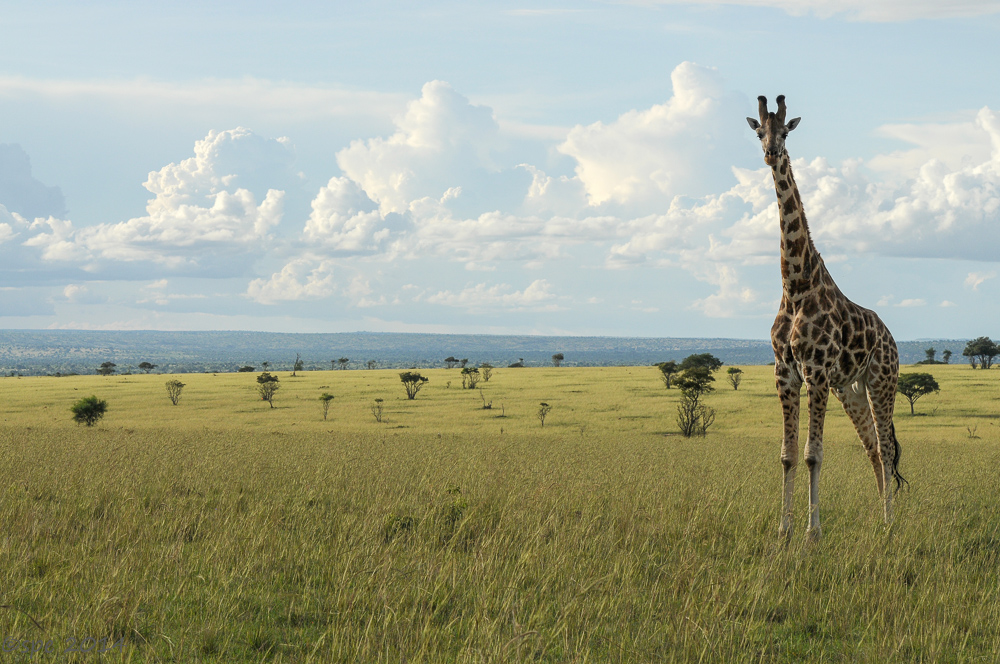 Giraffe
Schlüsselwörter: Giraffe