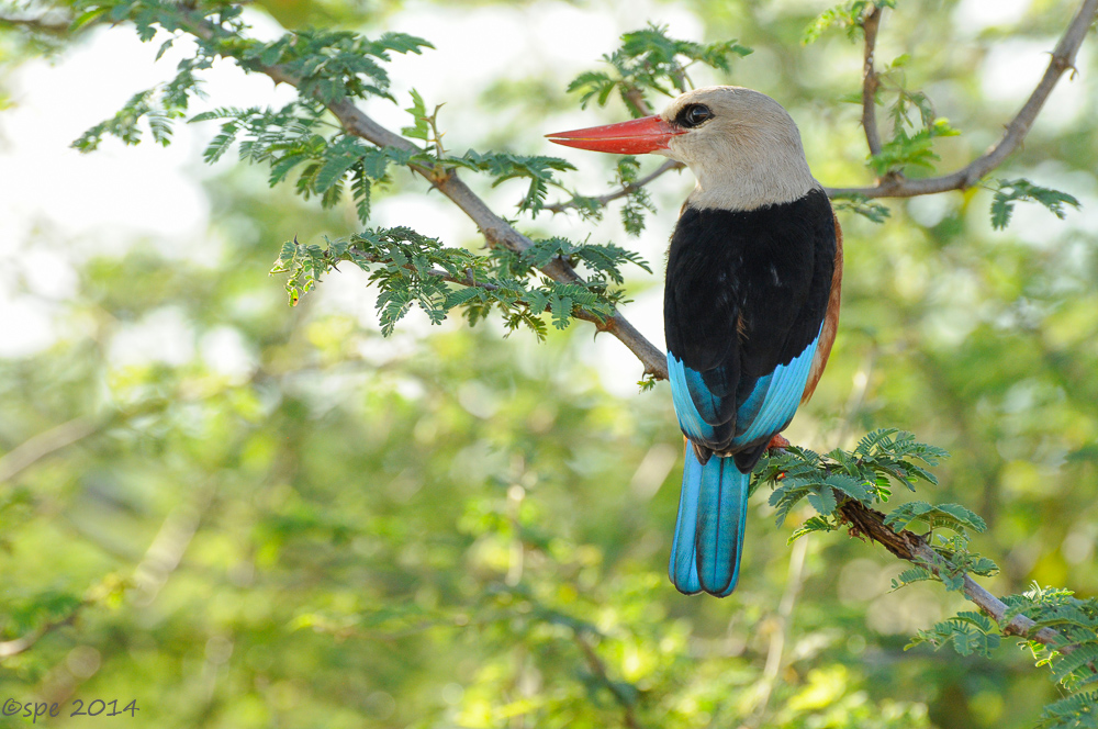 Brown-hooded KingFisher
Schlüsselwörter: Brown-hooded KingFisher