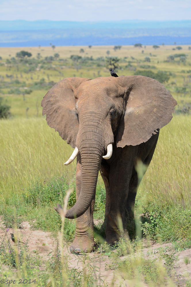 Elefant
Schlüsselwörter: Elefant