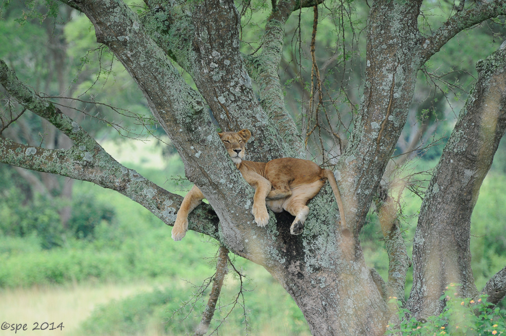 Löwe auf Baum
Schlüsselwörter: Löwe