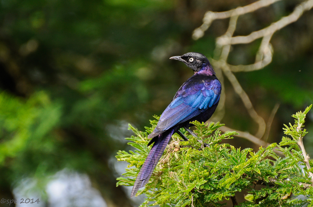 Prachtstar
Schlüsselwörter: Prachtstar