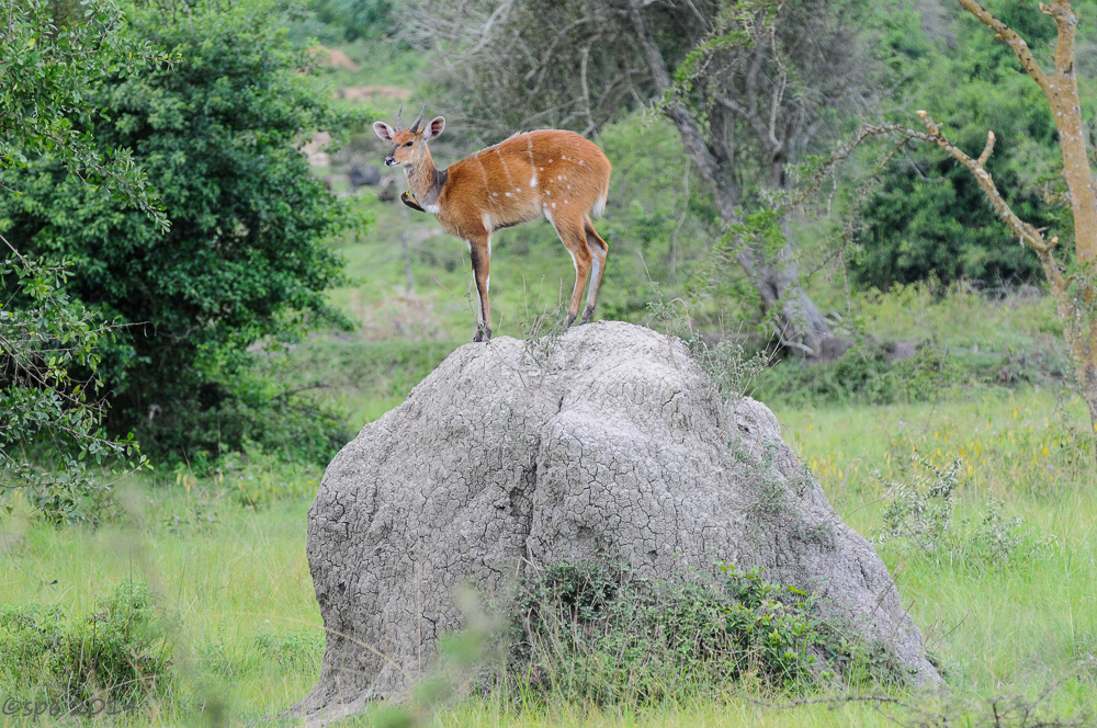 Springbock
Schlüsselwörter: Springbock