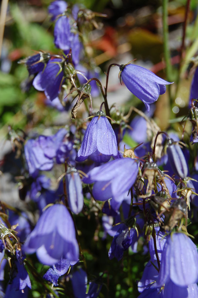 Campanula
