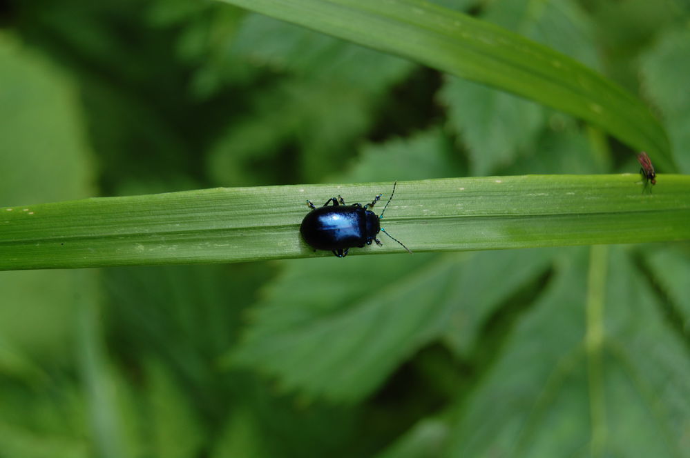 Chrysolina coerulans
