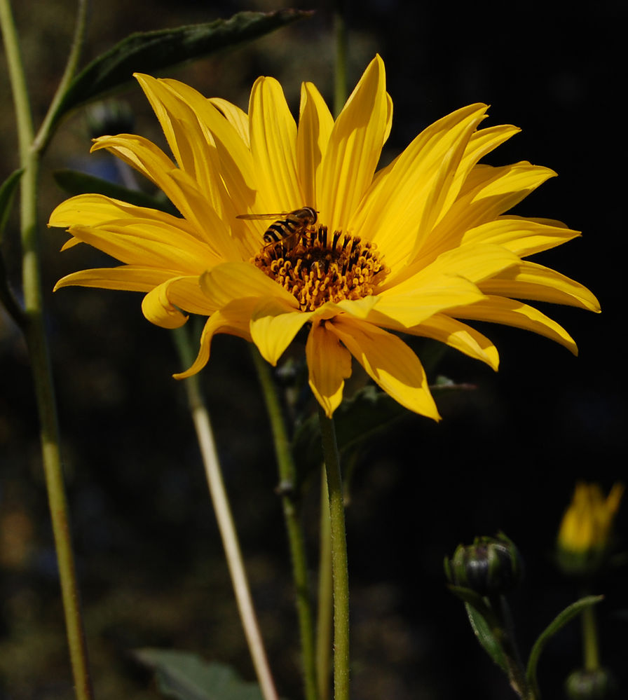 Heliopsis mit b
