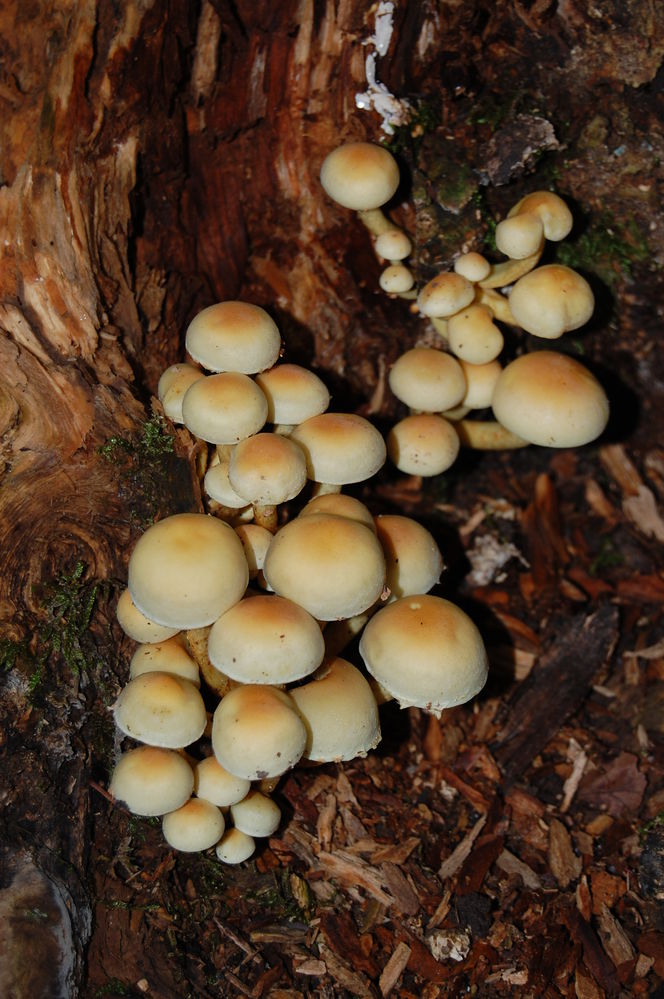 Ziegelroter Schwefelkopf1
