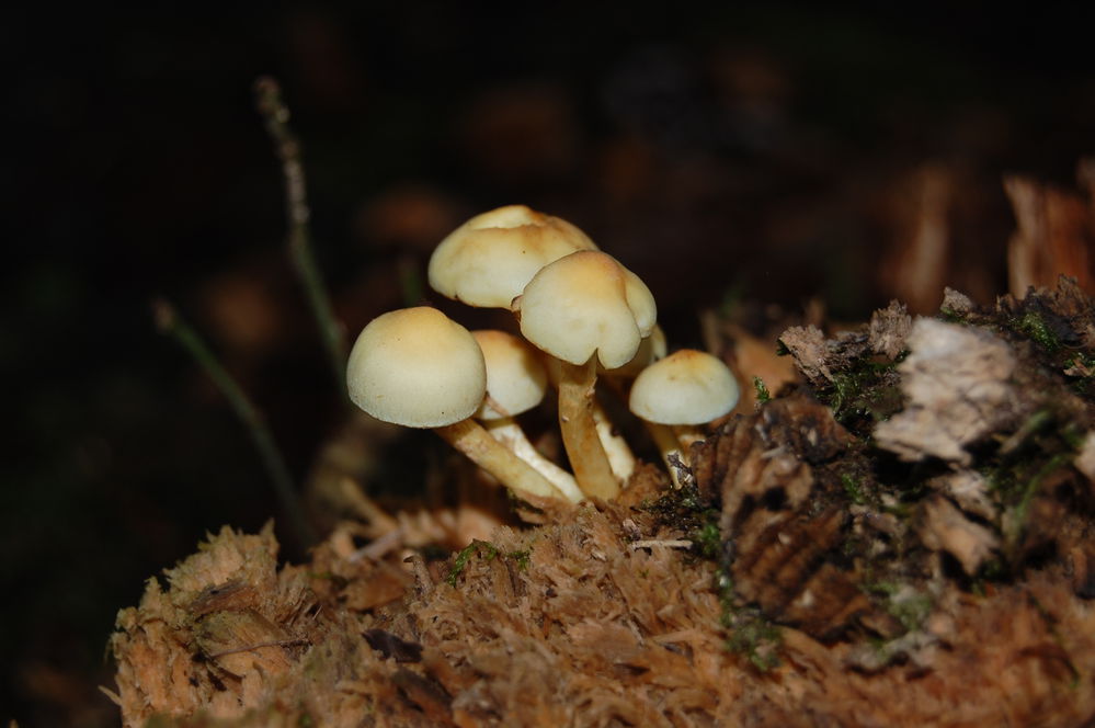 Ziegelroter Schwefelkopf2
