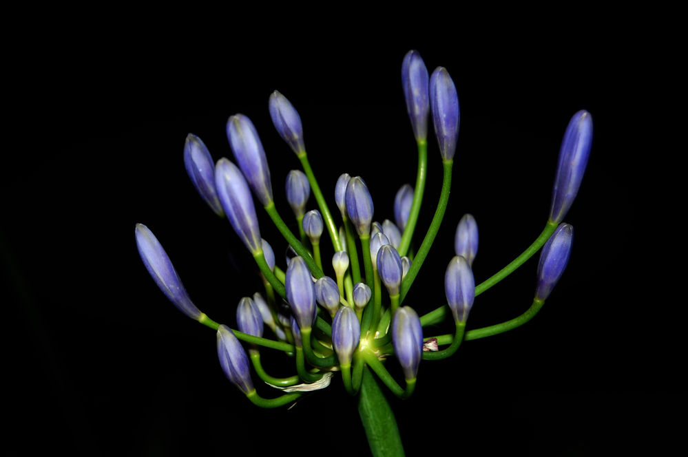Agapanthus2
