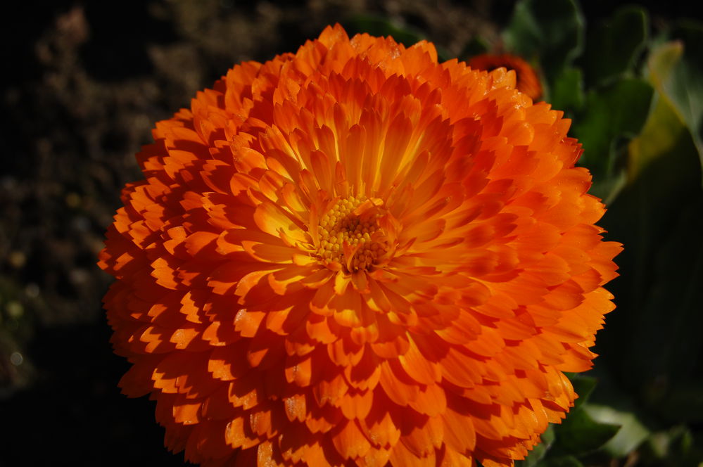 calendula

