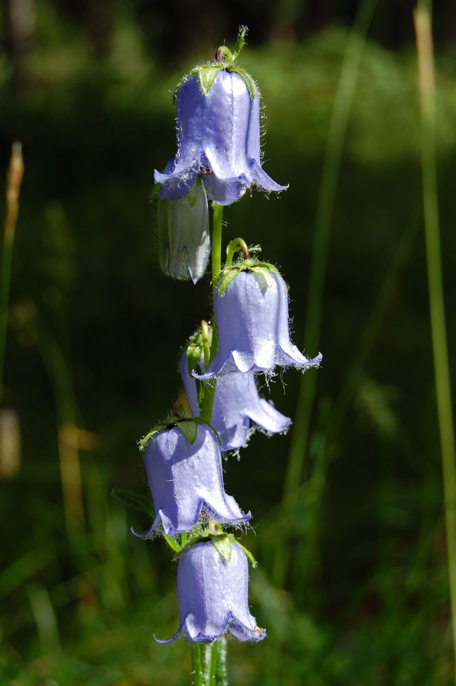 campanula
