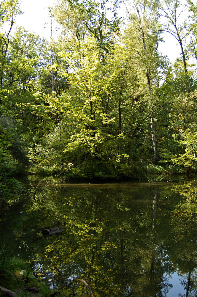 Teich uf em Chäferberg
