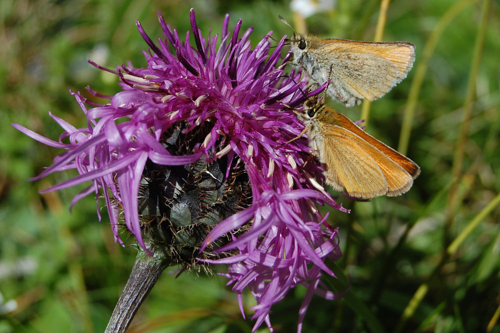 Dickkopffalter3
