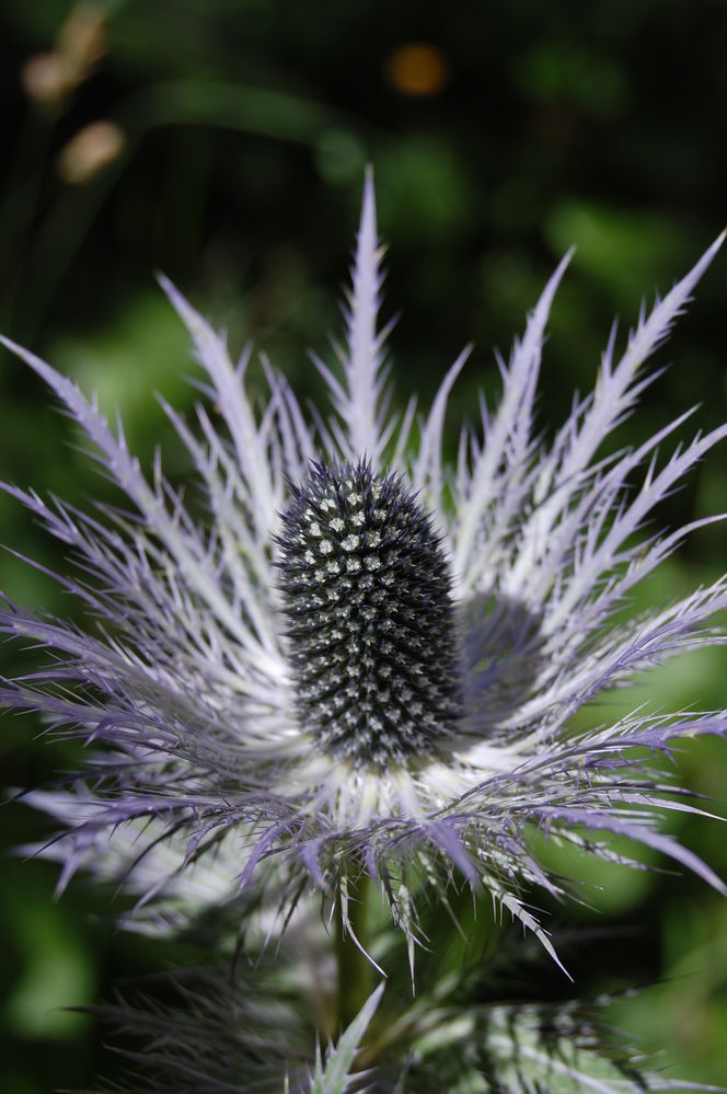 Distel
