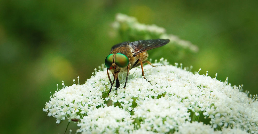 greeneyefly
