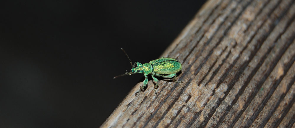 grüner Rüsselkäfer
