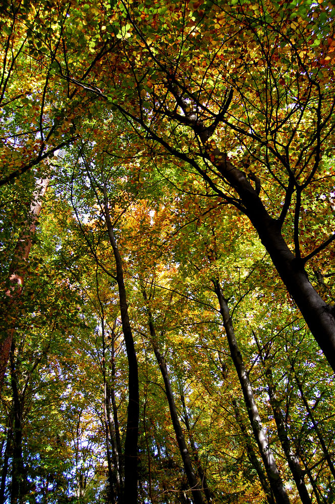 Herbstwald3
