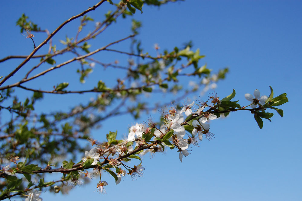 kirschblüten
