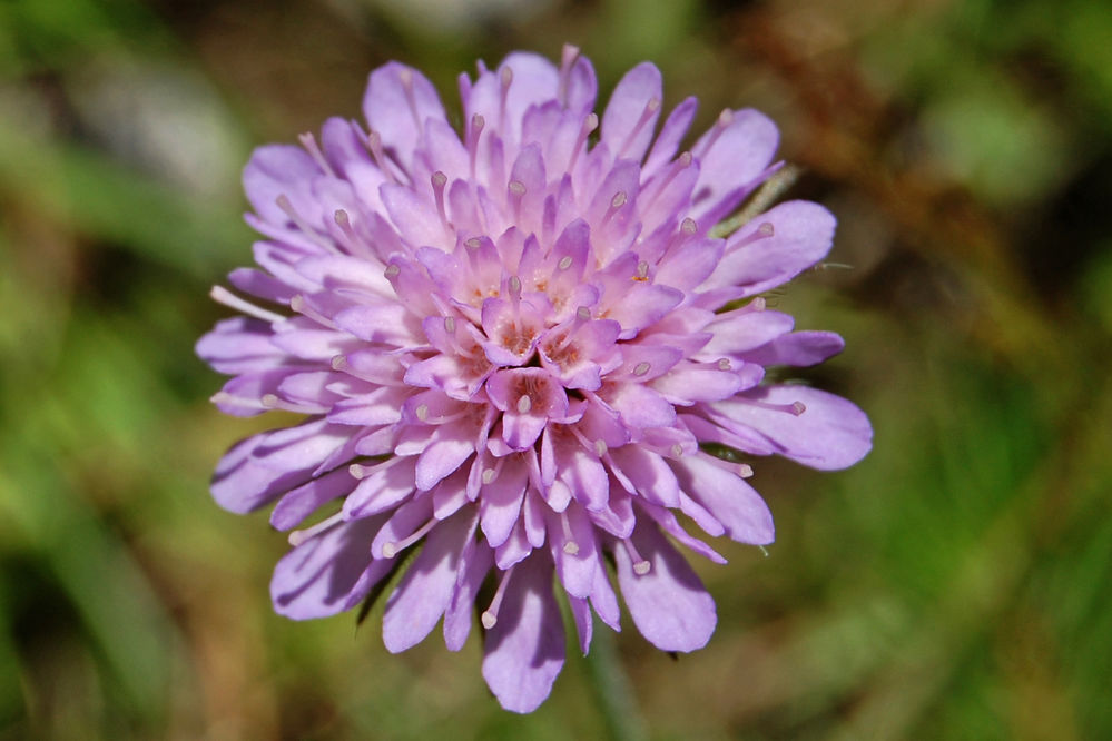 Knautia1
