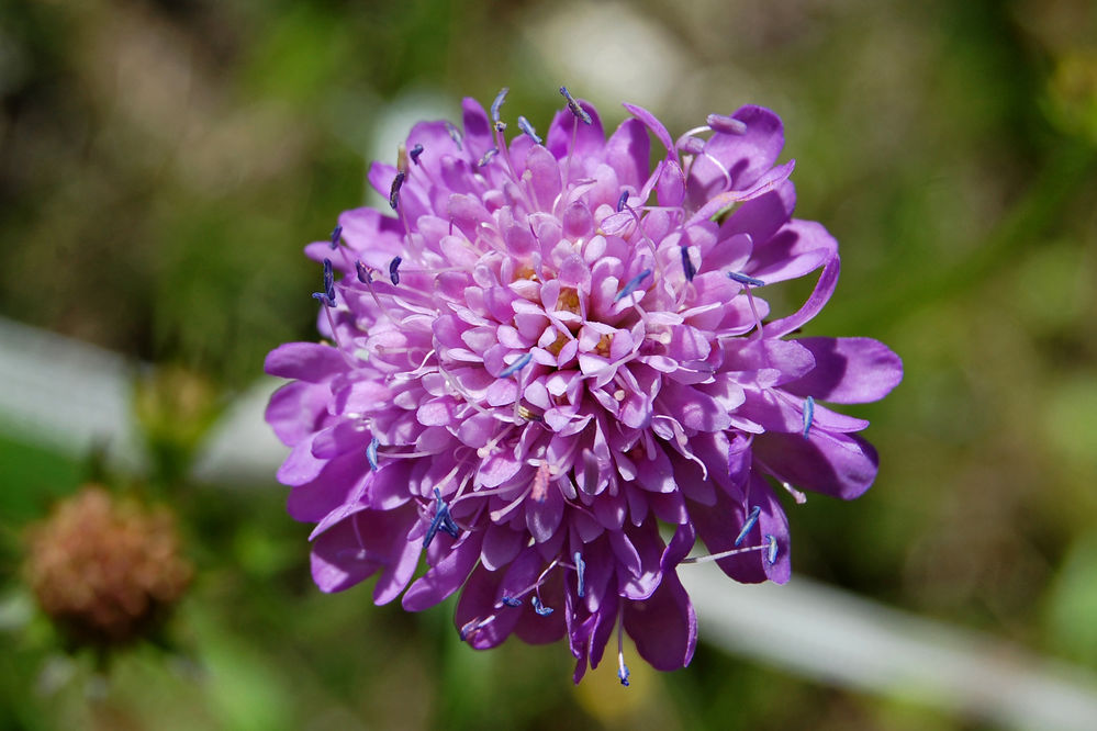 Knautia2
