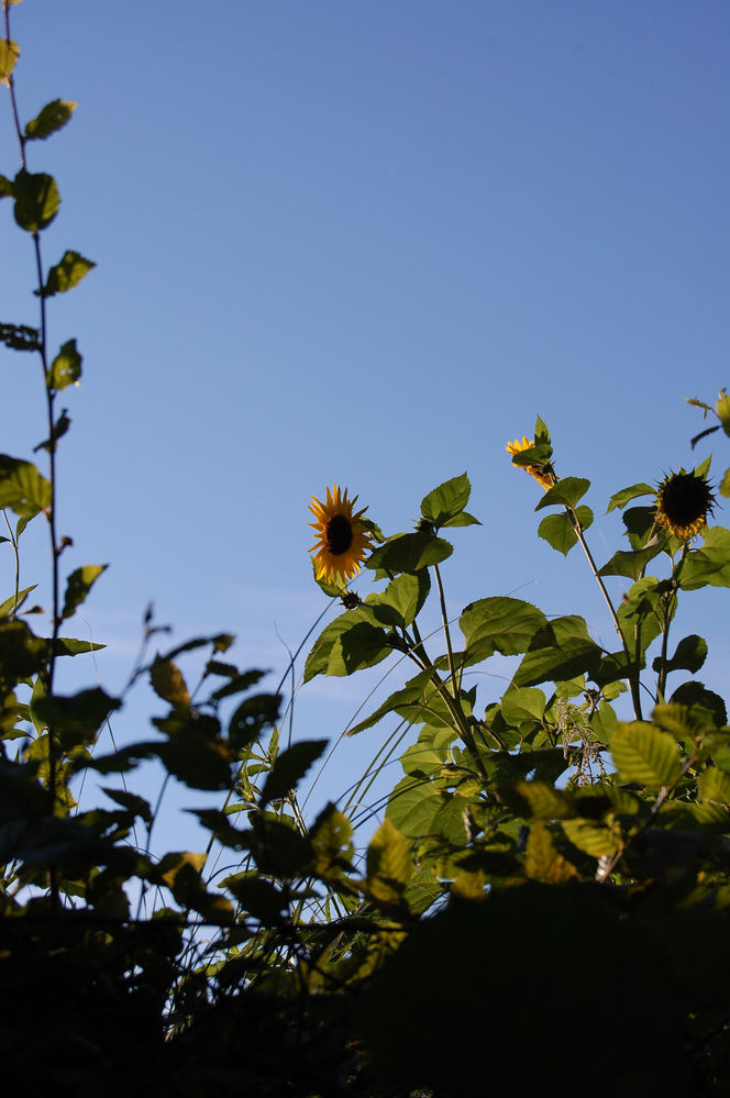 Sonnenblumen
