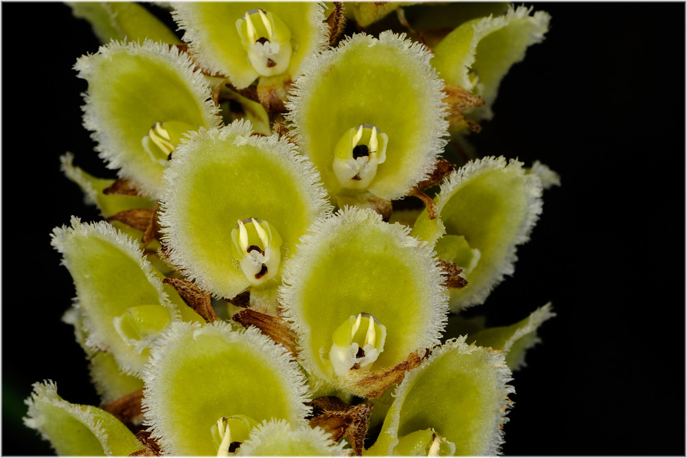 Altensteinia fimbriata, Orchidee, Machu Pichu
Schlüsselwörter: Altensteinia fimbriata, Orchidee, Machu Pichu