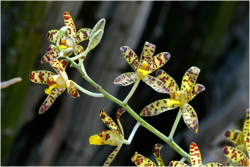 Leopardorchidee,  Ansiella africana, Katavi, Tanzania
Ein altes epiphytisches Exemplar mit hunderten von Blüten und dutzenden von aktiven Bulben, wachsend auf einem grossen Kranz von alten, toten Bulben.
Schlüsselwörter: Leopardorchidee,  Ansiella africana, Katavi, Tanzania