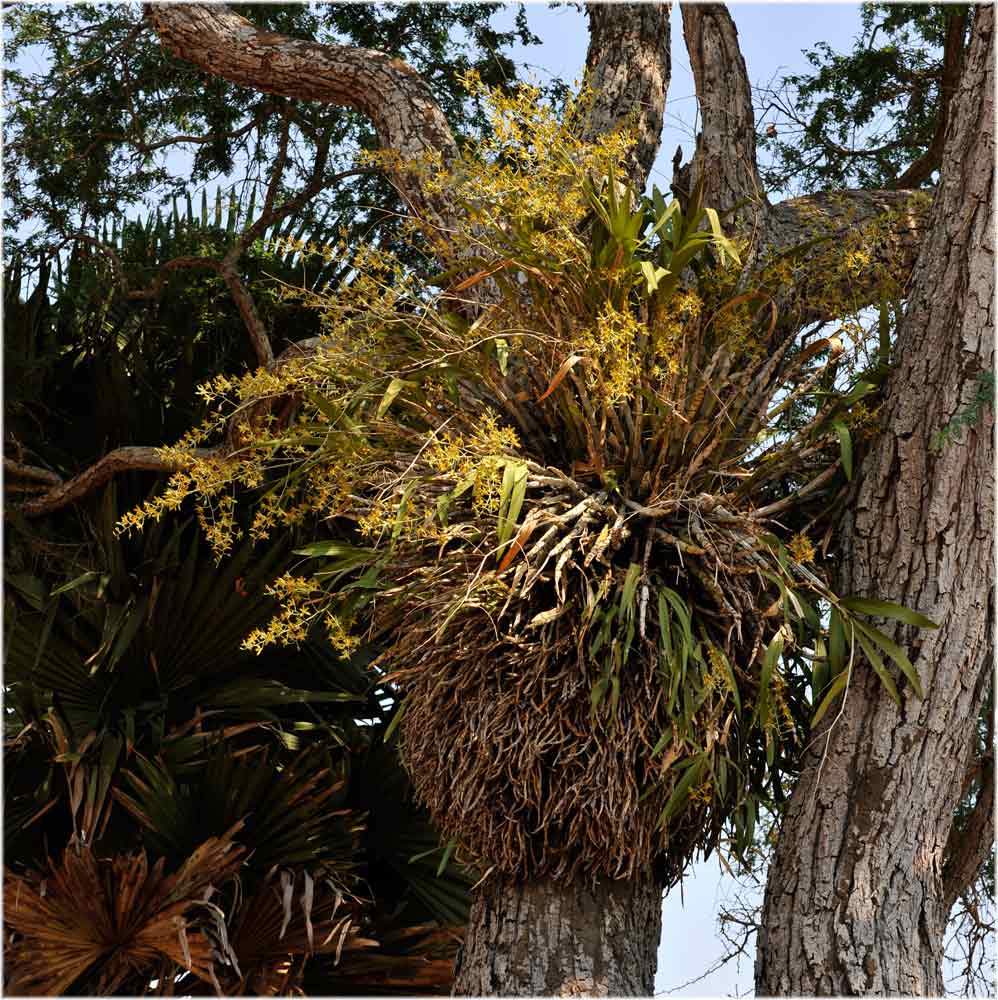 Leopardorchidee,  Ansiella africana, Katavi, Tanzania
Es handelt sich um ein grosses, massiges Exemplar.
Schlüsselwörter: Leopardorchidee,  Ansiella africana, Katavi, Tanzania