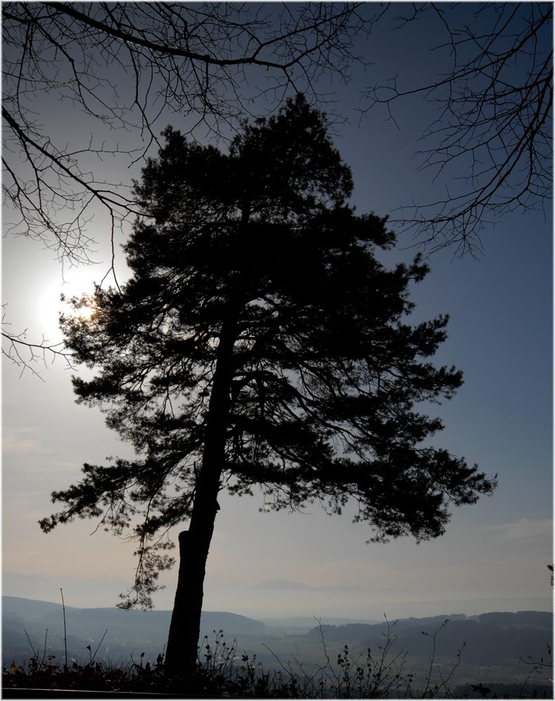 Baum_GRU0179.jpg