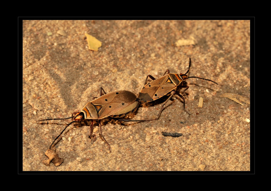 Dysdercus intermedius, Wanze
Schlüsselwörter: Dysdercus intermedius, Wanze, Selous, Tanzania