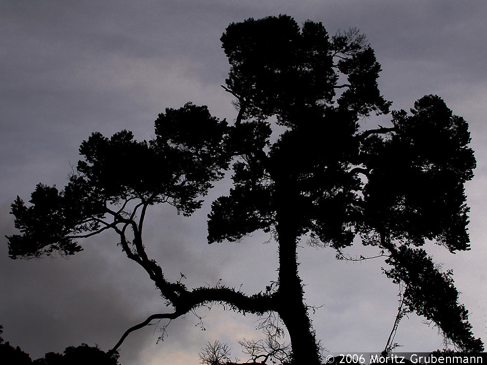 Baumkrone im Morgenlicht
Morgenlicht in den Montagne d'Ambre. Mit Epiphyten bewachsene Aeste.
Schlüsselwörter: Baumkrone, Epiphyten, Montagne d'Ambre