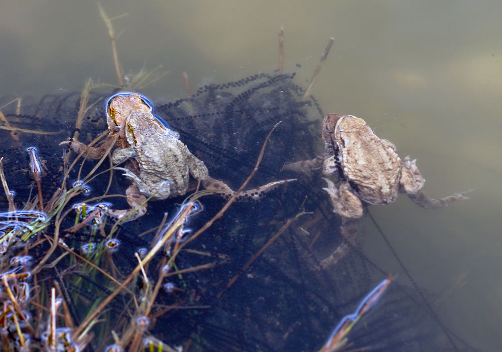 Erdkröten (Bufo bufo)
Im Gegensatz zu den Fröschen legen Erdkröten Laichschnüre ab. 
Schlüsselwörter: Erdkröten, Bufo bufo