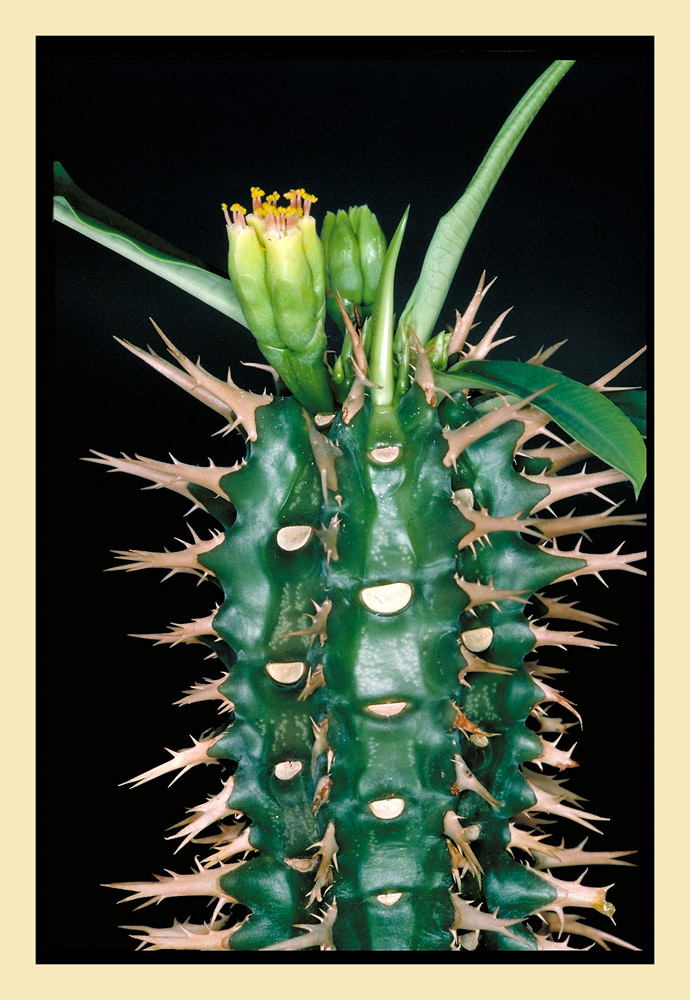 Euphorbia viguieri var. capuroniana [Ursch et Léandri]
E. viguieri ist ein Pflanze der schattigen, bewaldeten Schrattenkalkmassive des Nordens und Nord-Westens Madagaskars. Benannt ist die Pflanze nach Viguier, René, geboren 1880 in Paris, gestorben 1931 in Caen. Reiste 1912 mit Henri Humbert in Madagaskar. 
In der Regenzeit (November bis Mai) trägt die Pflanze eine Schopf aus grossen grünen Blättern. In der Trockenzeit (Juli-Oktober) stehen die blattlosen, wehrhaft bedohrnten Pflanzen in der trockenen Landschaft, den Tsingy's.
Schlüsselwörter: Euphorbia viguieri var capuroniana, Euphorbien, Madagascar, Madgaskar, Milchsaft