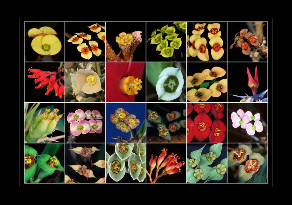 Vielfalt der Euphorbienblüten aus Madagaskar
Schlüsselwörter: Euphorbien, Madagaskar, Madagascar, blüten, Blueten