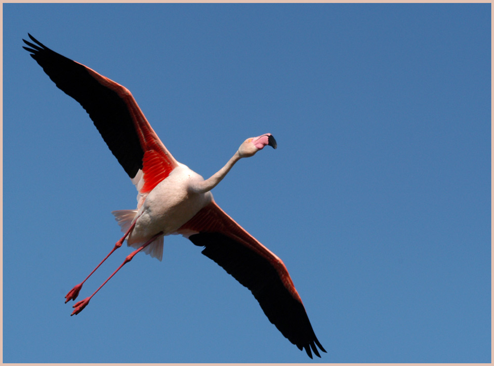 Anflug
Rosaflamingo (Phoenicopterus ruber) in der Camarque.
Schlüsselwörter: Flamingo, Rosaflamingo