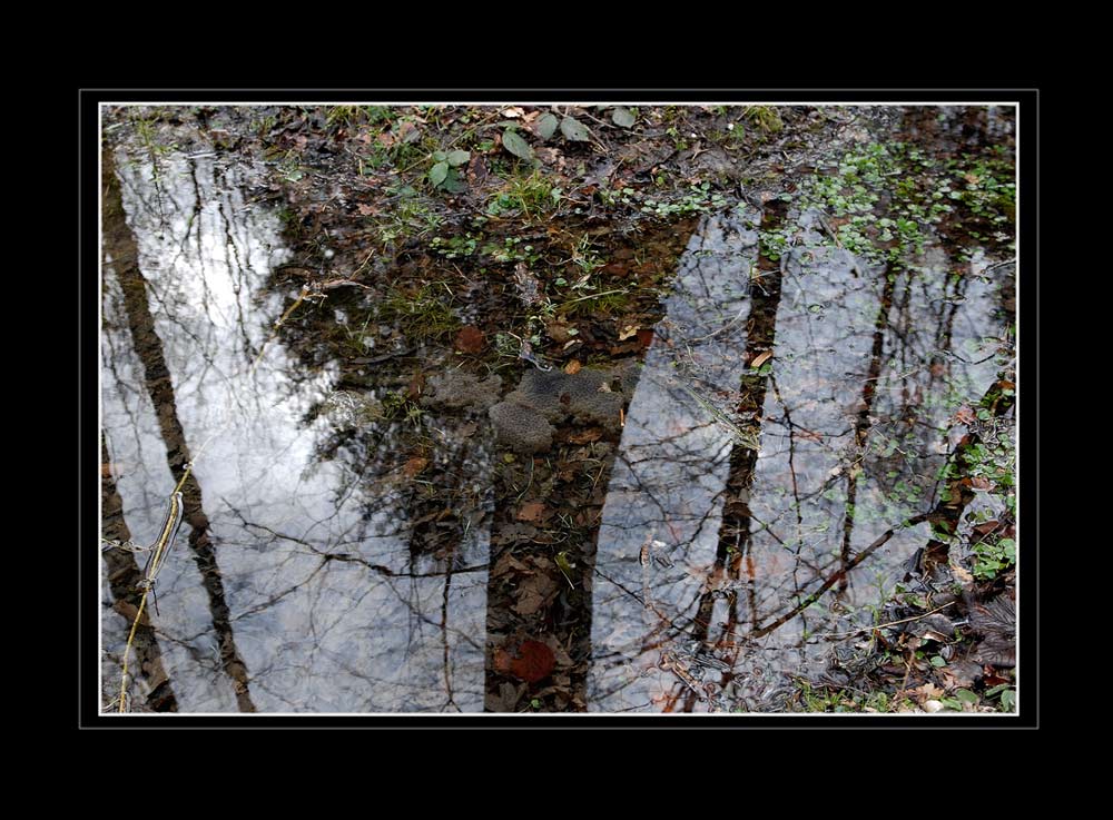 Froschlaich
Schlüsselwörter: Laich, Froschlaich, Wald Altstetten