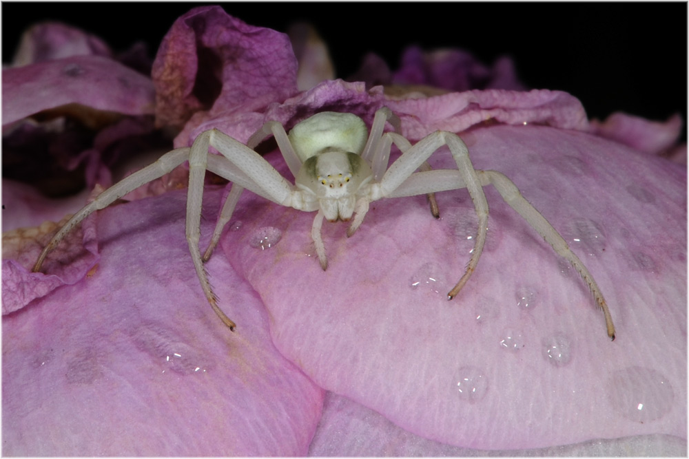 Krabbenspinne, Misumena vatia
Schlüsselwörter: Krabbenspinne, Misumena vatia, Gfenn