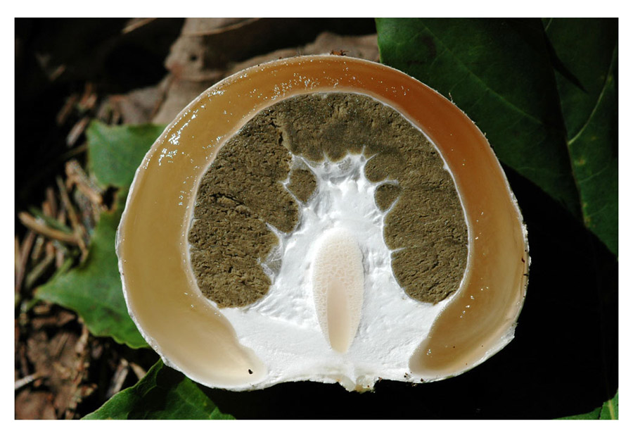 Hexenei, Phallus impudicus
