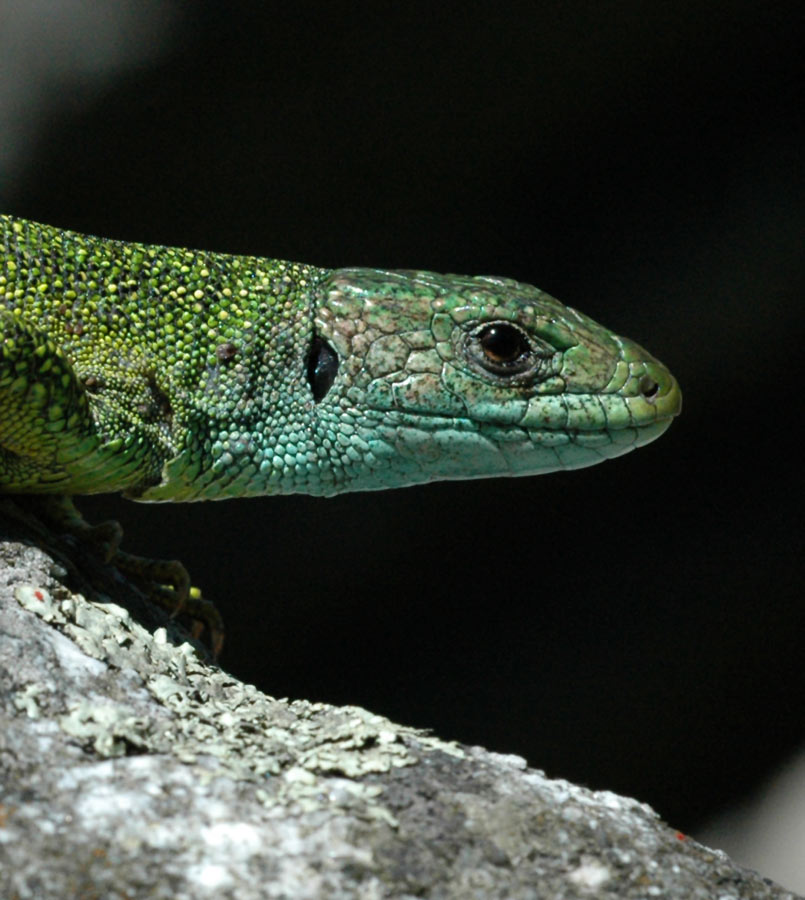 Smaragdeidechse
Schlüsselwörter: Valle Maggia, Lacerta viridis, smaragdeidechse