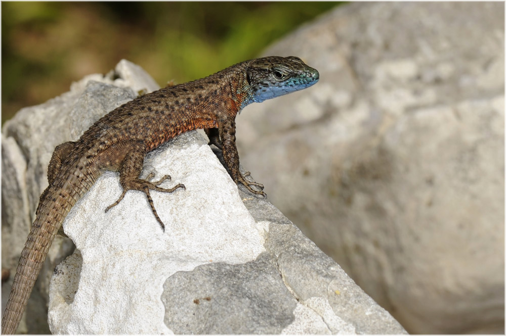 Pracht-Kieleidechse-(Algyroides-nigropunctatus)
Schlüsselwörter: Pracht-Kieleidechse, Algyroides-nigropunctatus, Krk, Kroatien