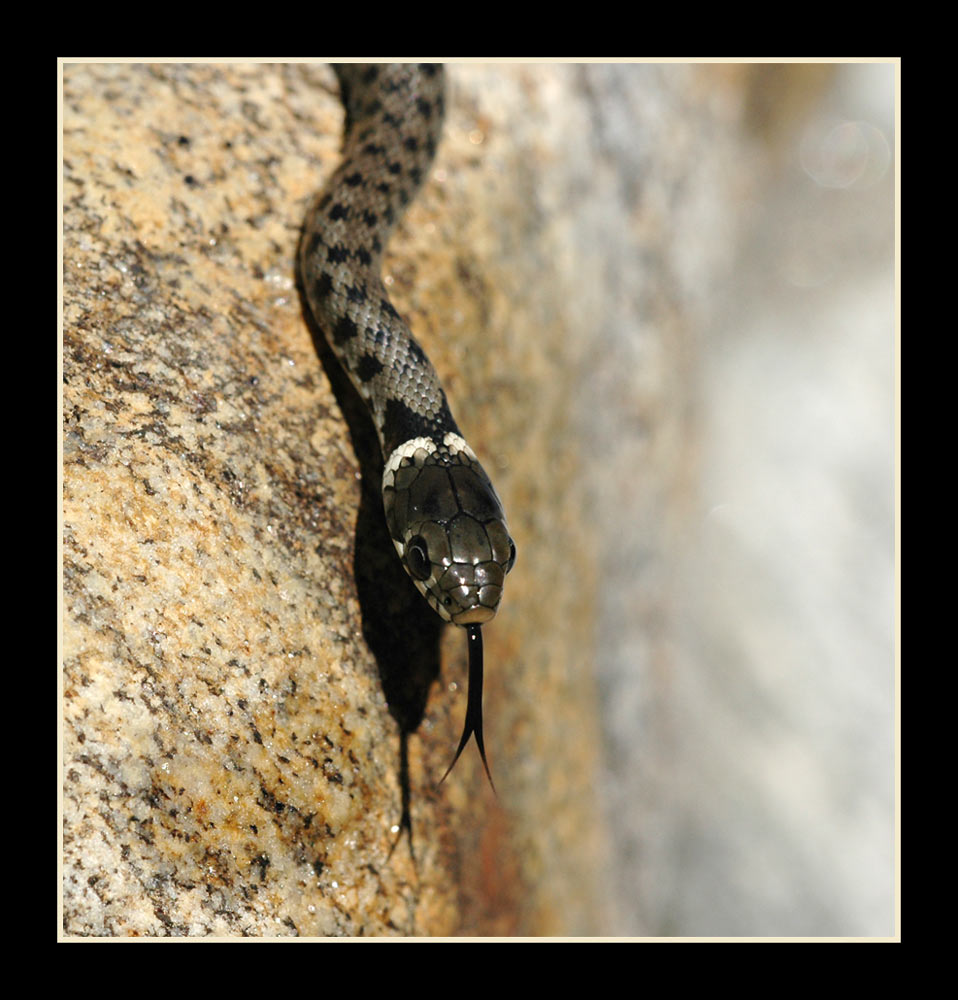 Ringelnatter
Am Ufer der Maggia, Tessin, Nähe Someo
Schlüsselwörter: Ringelnatter, Tessin, Someo