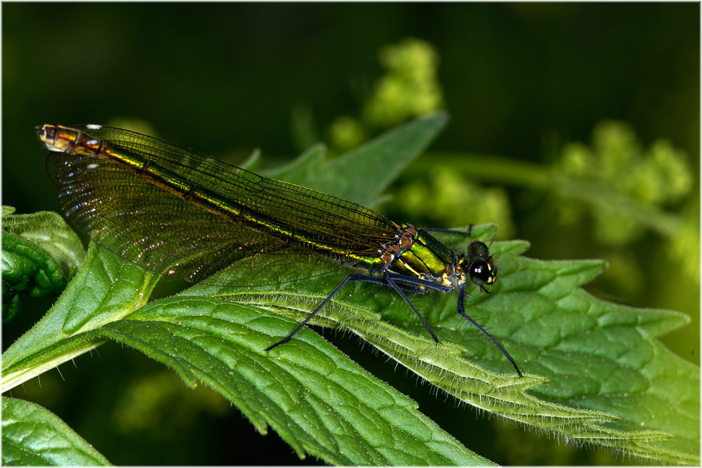 Libelle
