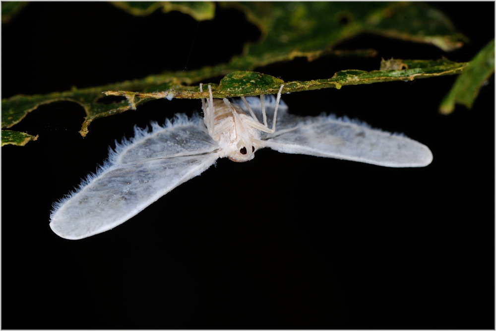 am meisten angesehen Zikade naturfotografie.ch