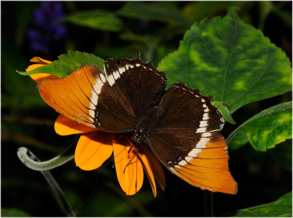 Schmetterling
