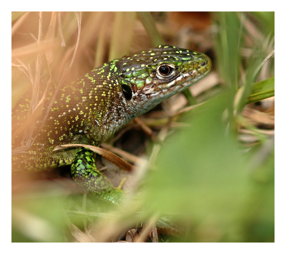 Smaragdeidechse, Tessin
Schlüsselwörter: Smaragdeidechse, Tessin, Lacerta virids