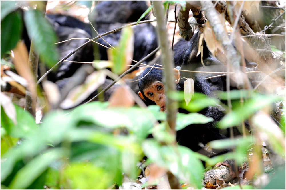 Junger Schimpanse
Schlüsselwörter: Menschenaffen, Schimpanse, Pan troglodytes, Mahale, Tanzania