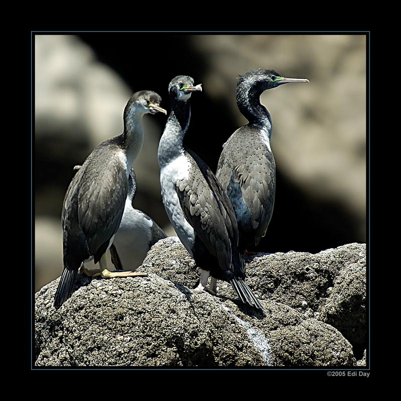 Spotted Shag
endemische Kormoranart, kommt nur in Neuseeland vor.
Schlüsselwörter: Neuseeland, Westküste, Abel Tasman National Park, Phalacrocorax punctatus