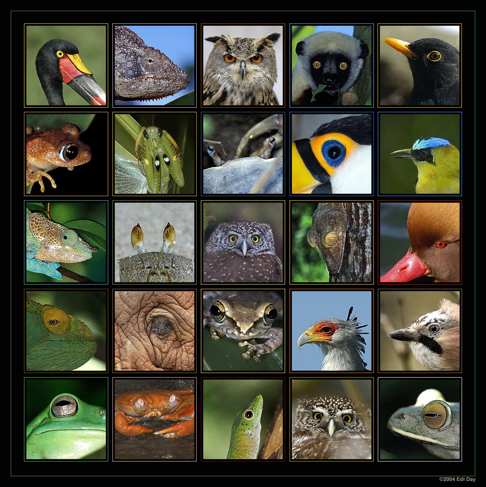 Augenblicke
Dieses Bild wurde in www.fotocommunity.de in die Gallerie gewählt und hält den absoluten Rekord all meiner Bilder. Es wurde seit dem 7. März 2004 über 8000x angeklickt.
