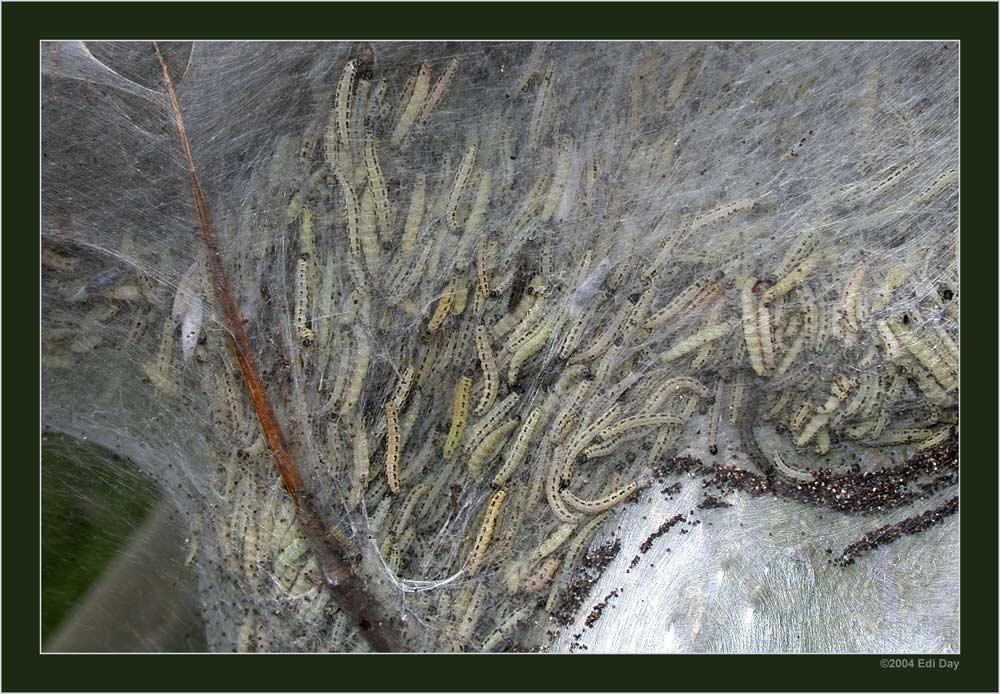 Traubenkirschen-Gespinnstmotte
Info siehe Raupe im Einzelbild
Schlüsselwörter: Yponomeuta evonymella, Traubenkirschen-Gespinnstmotte